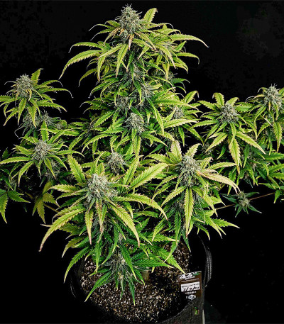 Семена сорта Original Trainwreck Auto fem (FastBuds)