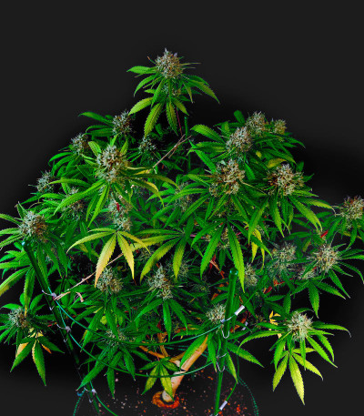 Семена сорта Utopia Haze fem (Barney's Farm)