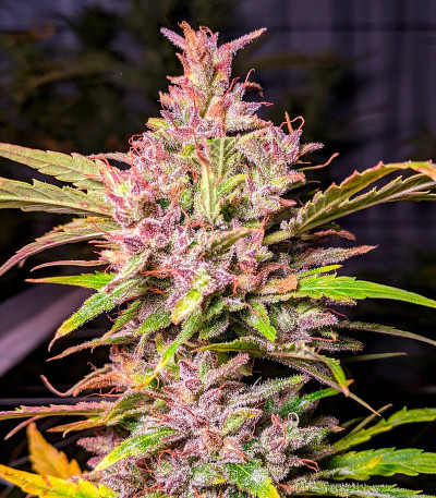 Семена сорта Whiskey Zulu Auto fem (7CH American)