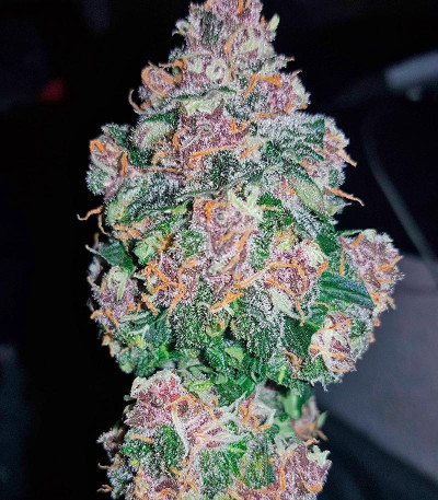 Семена сорта Dark Devil Auto fem (Sweet Seeds)