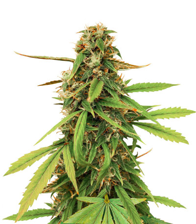 Микс семян конопли Sativa Auto Mix fem (Семяныч)