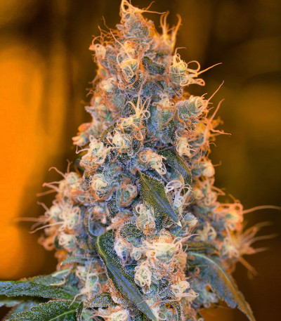 Семена сорта Blue Fire fem (Humboldt Seeds)