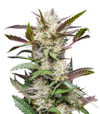 Семена сорта Auto Mimosa Punch fem (Dutch Passion)