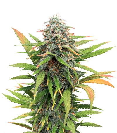 Микс семян конопли Auto Mix Pack #1 fem (Herbies Seeds)