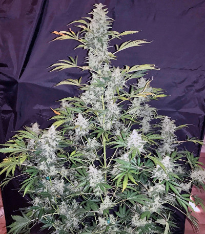 Семена сорта Auto Anesthesia fem (Pyramid Seeds)
