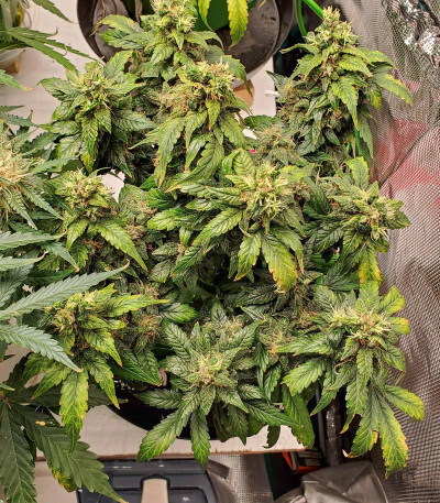 CBD Auto Charlotte’s Angel fem (Dutch Passion)