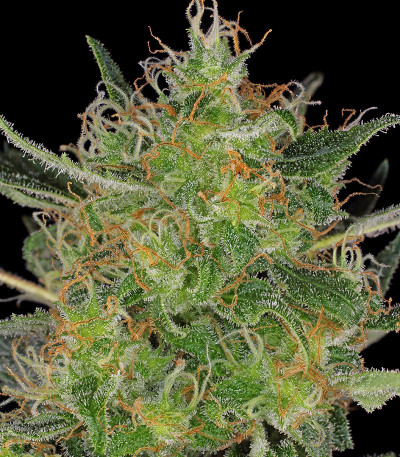 Семена сорта CBD-Chronic fem (Serious Seeds)