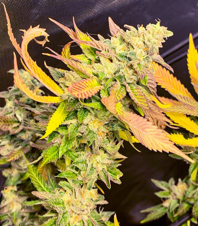 Семена сорта Chem Cookies fem (AlphaFem Seeds)