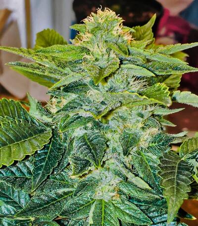 Семена сорта Louis XIII fem (7CH American)