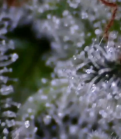 Семена сорта Gelato fem (Blimburn Seeds)