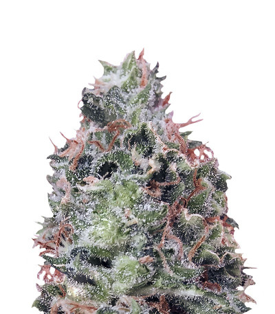 Семена Waist Deep Auto шишки