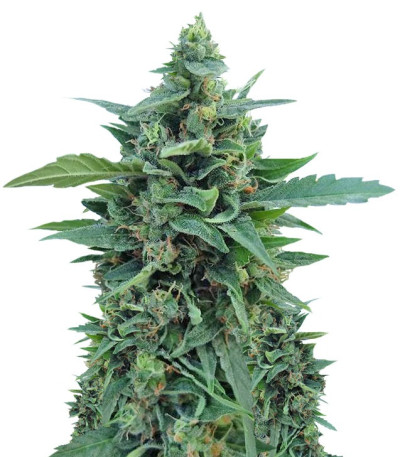 Семена сорта OG Kush Auto fem (Dr. Krippling Seeds)