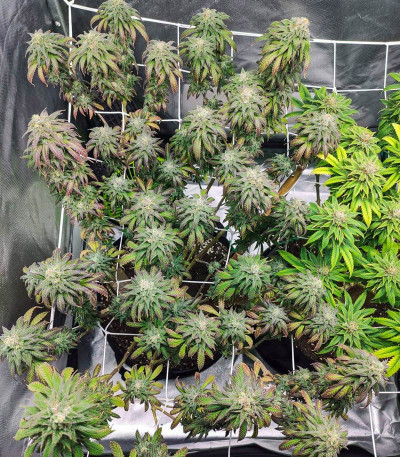 Семена сорта Blueberry fem (Dutch Passion)