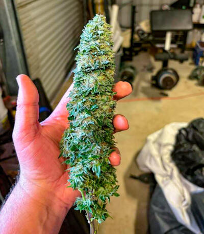 Семена сорта Bruce Banner × Pineapple (7CH Seeds & Cali Buds Seeds)