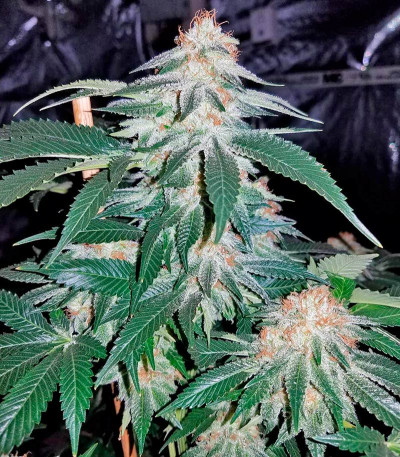 Семена сорта Bubba Kush fem (Dinafem Seeds)
