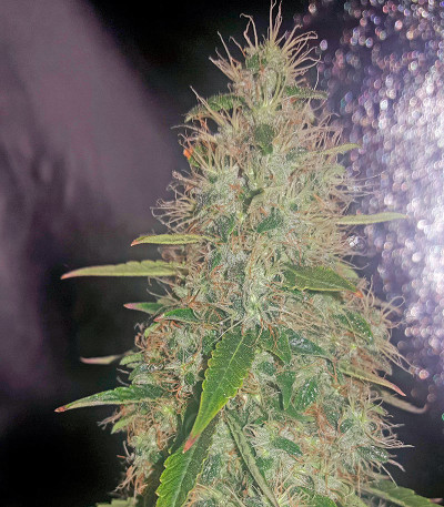 Семена сорта White Widow Automatic fem (Dinafem Seeds)