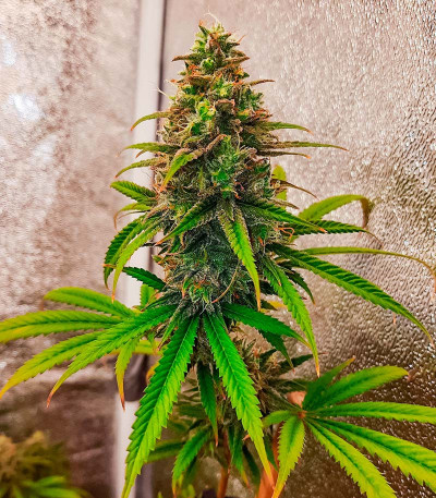 Семена сорта Gusher fem (7CH American)