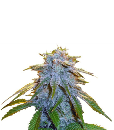 Семена сорта Sweet Tooth #1 fem (Barney's Farm)