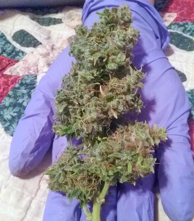 Семена сорта + Speed Auto fem (Sweet Seeds)