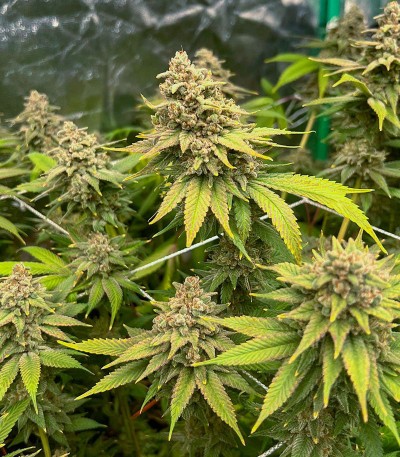 Семена сорта Apple Betty fem (Herbies Seeds)