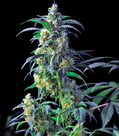 Семена сорта Domina Haze fem