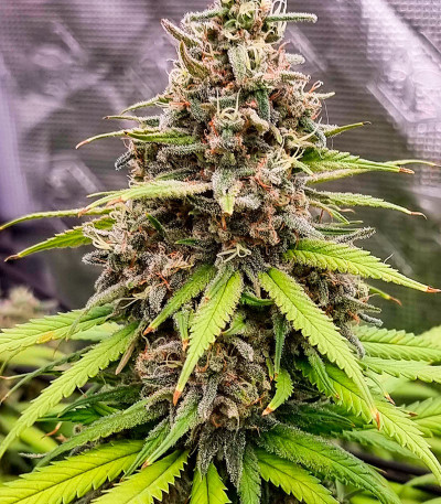 Семена сорта Northern Lights fem (Herbies Seeds)