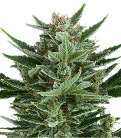 Семена сорта Quick One auto fem (Royal Queen Seeds)