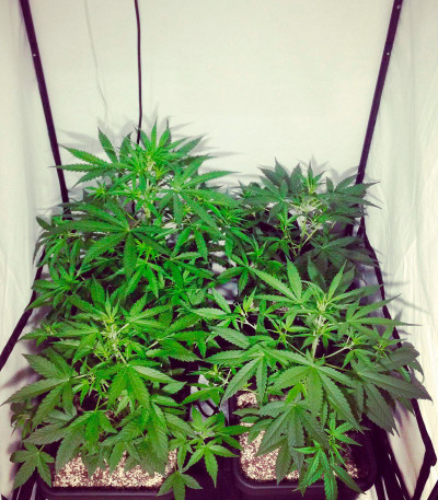 Семена сорта Violet's Wonder Auto fem (Sumo Seeds)