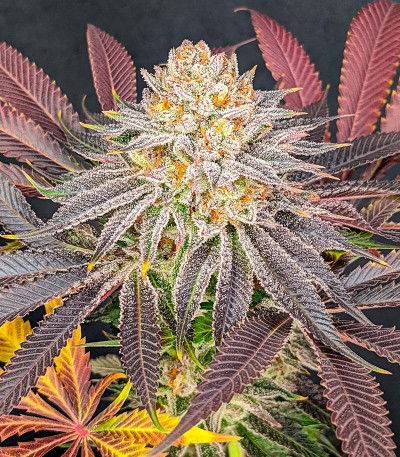 Семена сорта Lemon Orange fem (Green House Seeds)