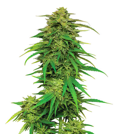 Семена сорта Mango Sherbert Auto fem от Humboldt Seed Company