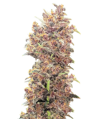 Семена сорта Purple Lemonade FF fem (FastBuds)