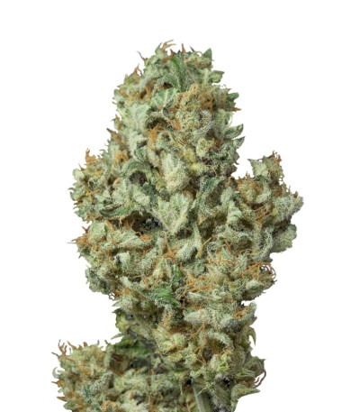 Семена сорта Dinamex Autoflowering fem