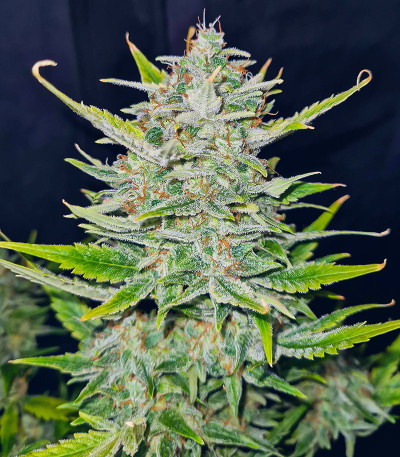 Семена сорта Sweet ZZ Automatic fem (RQS)