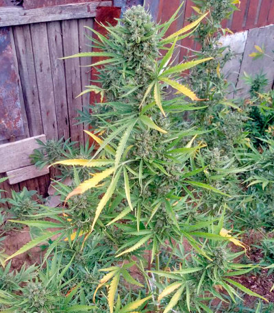 Семена сорта Auto Chocolate Skunk fem (00 Seeds)