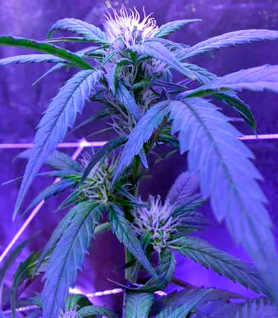 Семена сорта Blue Mystic Automatic (Blueberry Auto) fem (Nirvana Seeds)