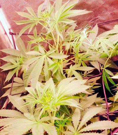 Семена сорта Karamelo (Kreamy Karamel) fem