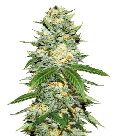 Семена сорта Auto Perfect Power Plant fem