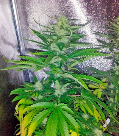 Сорт конопли Super Bud