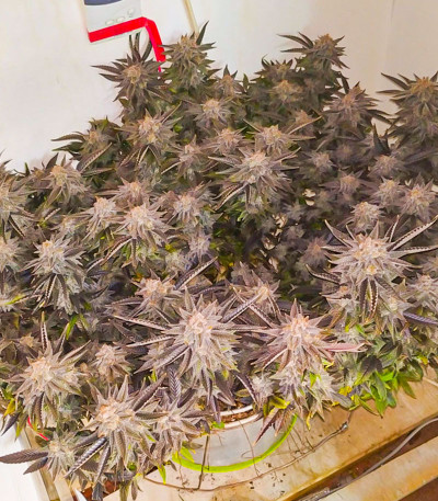 Семена сорта Unknown Kush fem (Delicious Seeds)