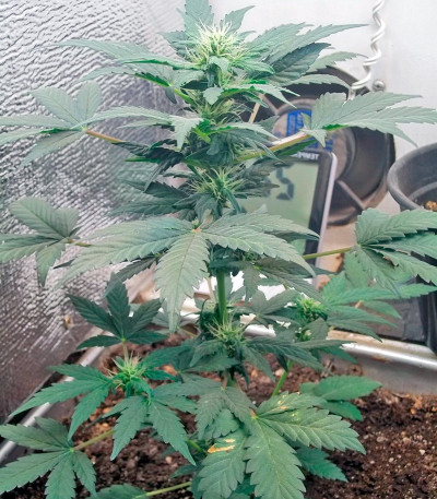 Семена сорта Fruit Autoflowering (Dinafem Seeds)