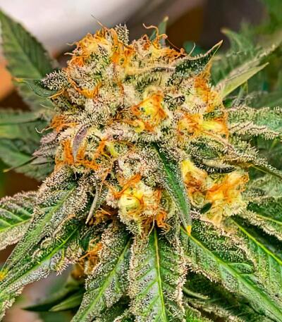 Семена сорта Louis XIII fem (7CH American)