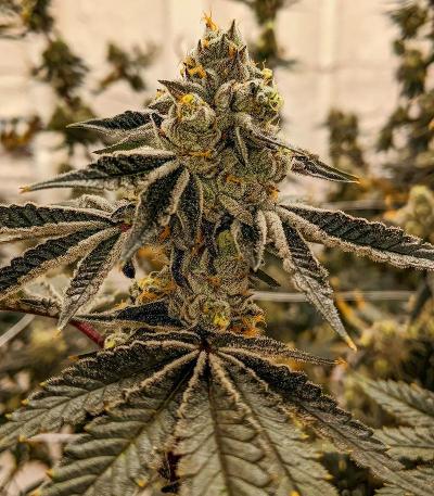 Семена сорта Scout Cookies Fast Version fem (Семяныч)