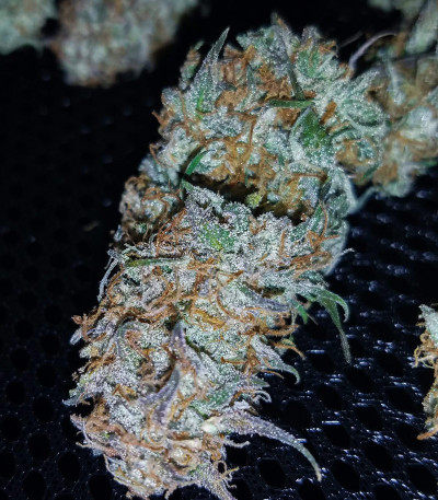 Семена сорта Super OG Kush fem (Pyramid Seeds)