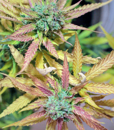 Семена сорта Cream Mandarine XL Auto fem (Sweet Seeds)