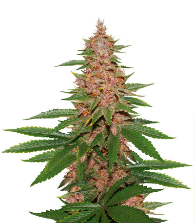 Семена сорта Tropicanna Poison F1 Fast Version (Sweet Seeds)