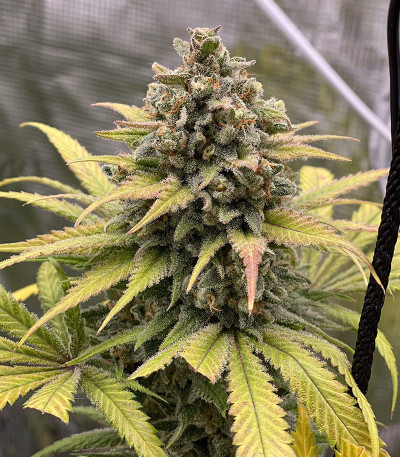 Семена сорта Gorilla Fast Version fem (Семяныч)