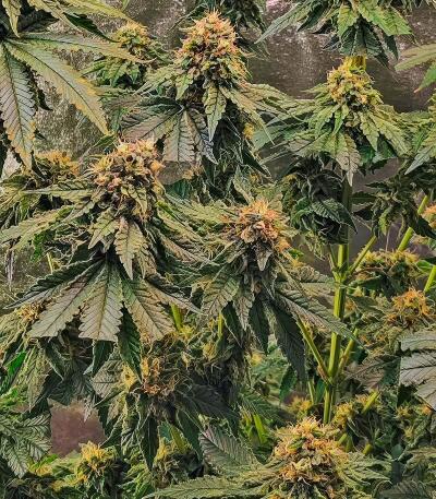 Семена сорта 50 Dragons fem (UKHTA)