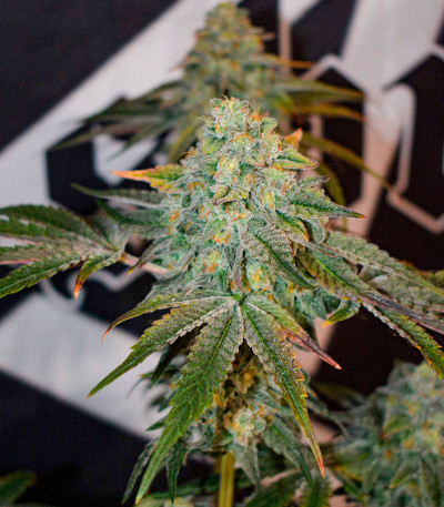 Семена сорта High Society fem (Compound Genetics)