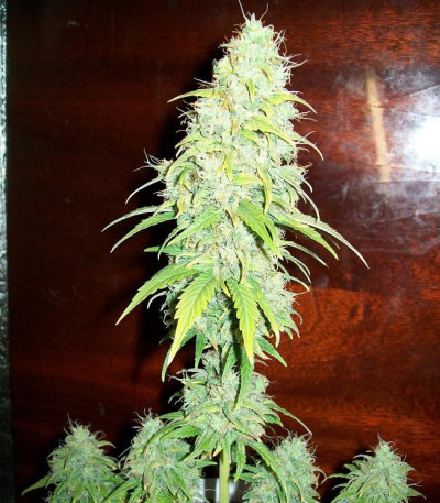 Семена сорта La Diva fem (Delicious Seeds)
