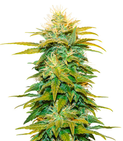 Семена конопли сорта White Widow